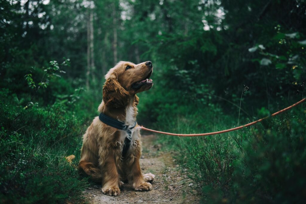 Adorable cocker spaniel puppy enjoying a walk in a lush Swedish forest.